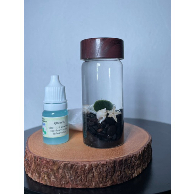 มาริโมะญี่ปุ่น +ปลาดาว ชุดโหลแก้ว(ซื้อ2อันเเถมปุ๋ยอาหารเกลือ) มีคู่มือการเลี้ยงให้