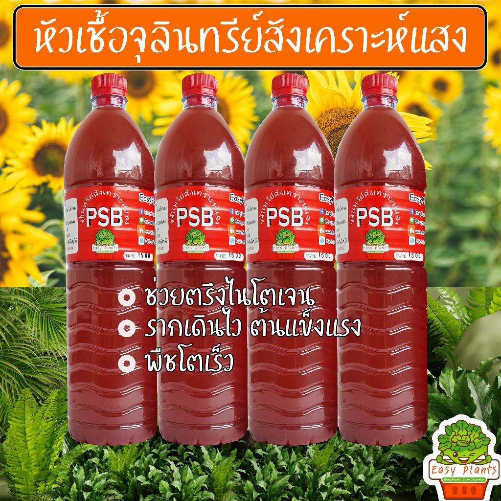หัวเชื้อ จุลินทรีย์สังเคราะห์แสง PSB ขวด 1.5 ลิตร ตรึงไนโตรเจน สูตรเข้มข้นแท้ 100% เร่งราก ดอก ผล ดก