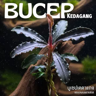 บูเซปเคดาแกง ‘แดง’ (ก็อตซิลล่า) เลือกขนาดได้ – Bucephalandra Kedagang 'Red' (Godzilla) ต้นไม้น้ำ