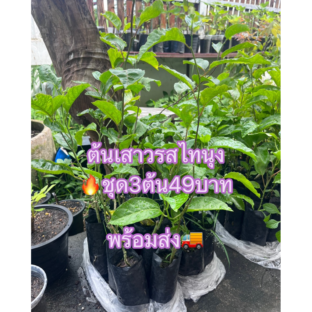 ต้นเสาวรสไทนุงผลสีม่วง เพาะเมล็ด ชุด3ต้น49บาท ต้นสมบูรณ์แข็งพร้อมปลูก พันธุ์นี้ผลดกโตไวมาก