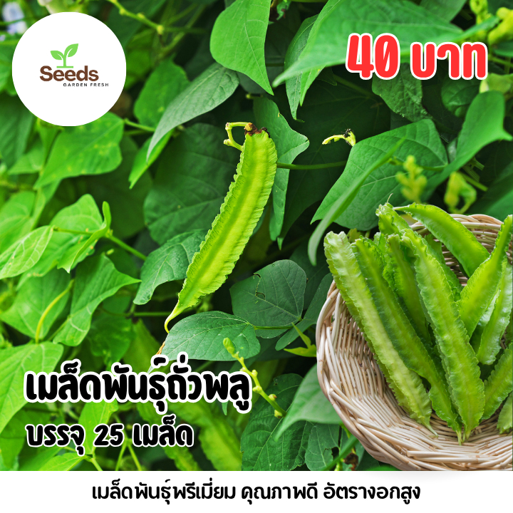 เมล็ดถั่วพลู บรรจุ 25 เมล็ด