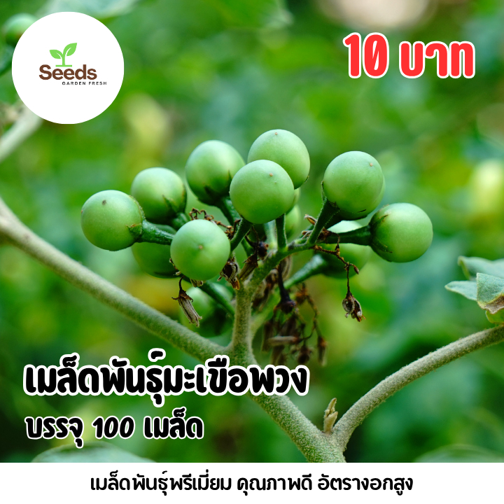 เมล็ดมะเขือพวง บรรจุ 100 เมล็ด