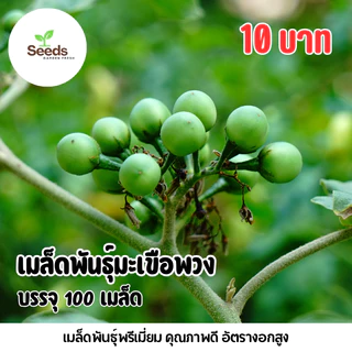 เมล็ดมะเขือพวง บรรจุ 100 เมล็ด