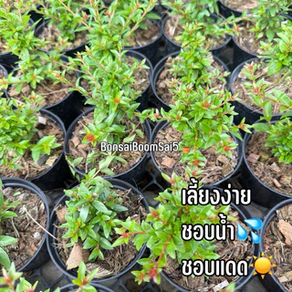 ต้นบ๊วยน้ำ กิ่งตอน ขนาดกระถาง4นิ้ว ชอบน้ำ ชอบแดด เลี้ยงง่าย
