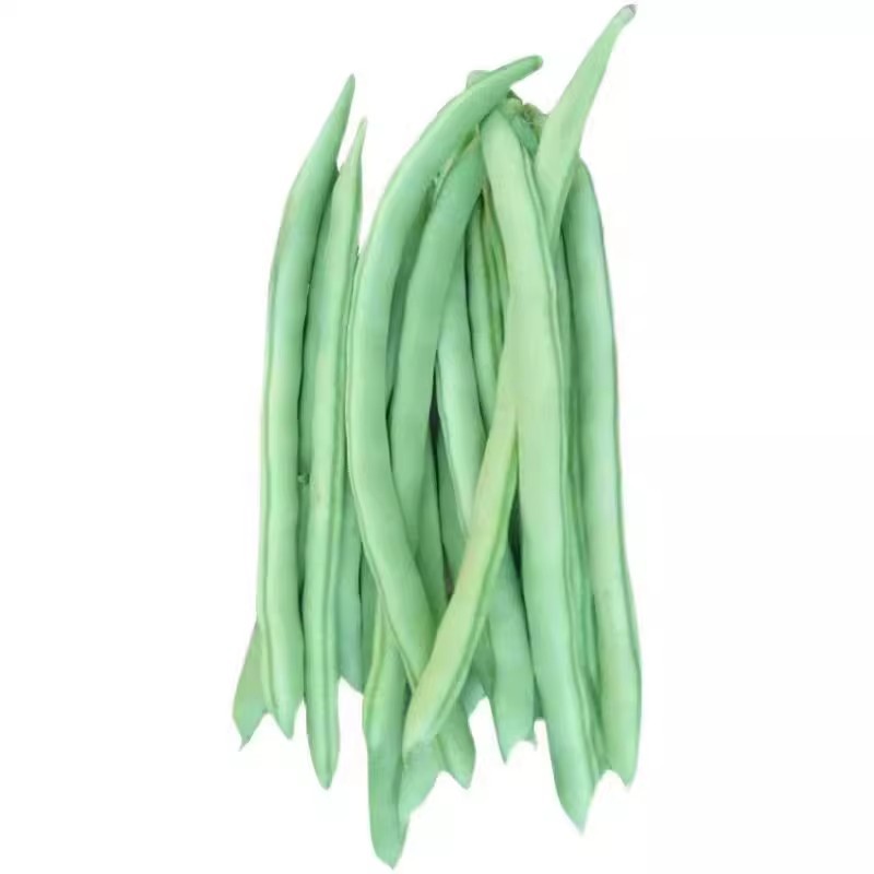 เมล็ดพันธุ์ ถั่วแขก สีเขียวFrench Bean Seeds บรรจุ 10 เมล็ดผักที่ใช้ในการปลูก ผักออร์แกนิก คุณภาพดี ปลูกง่าย - รูปที่ 4