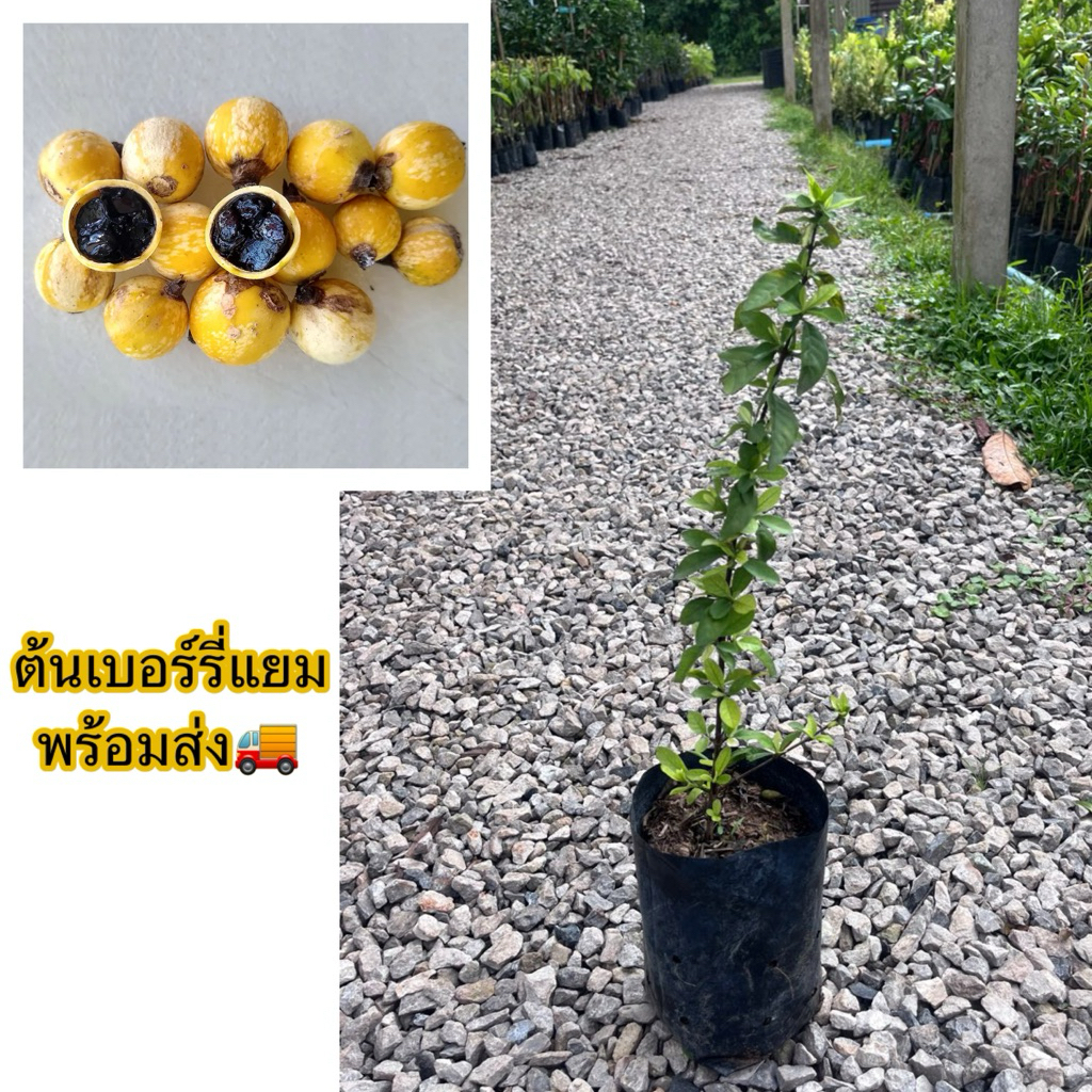 ต้นเบอร์รี่แยม ปักชำ ขนาด 50-60ซม. ติดผลไวแน่นอน เนื้อรสชาติคล้ายแยม หวานอมเปรี้ยว มีสรรพคุณทางยาเยอะ หากินยาก ปลูกง่าย