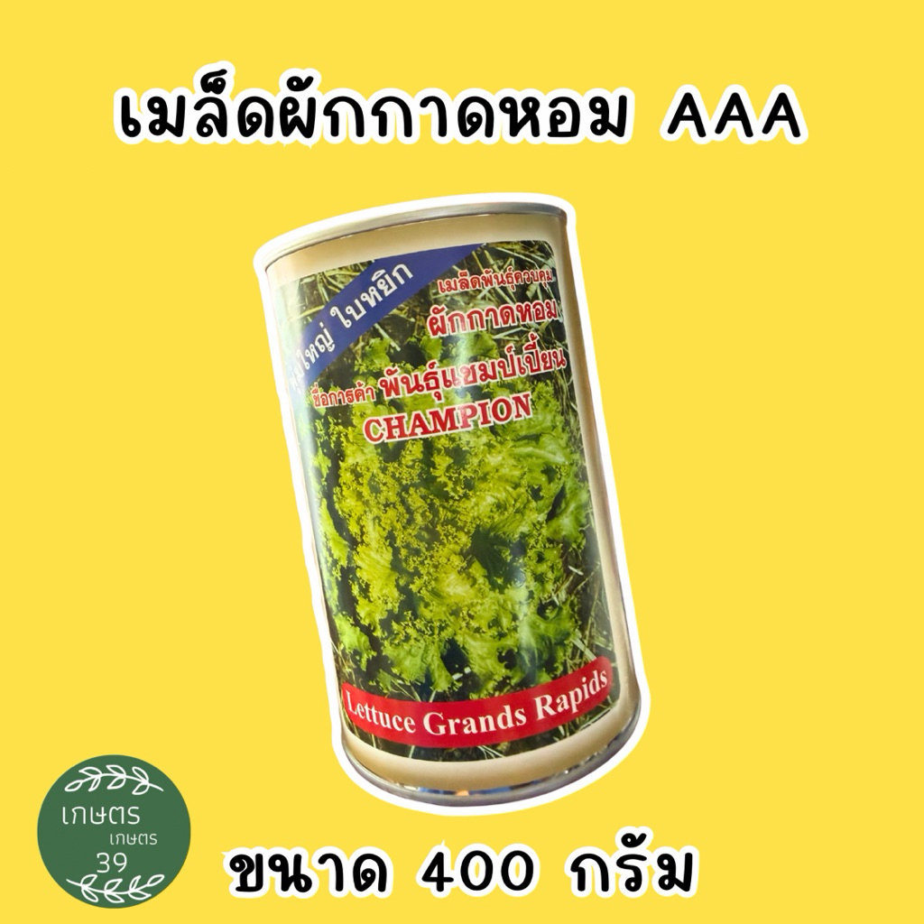 เมล็ดผักกาดหอม พันธุ์แชมป์เปี้ยน ตราสามเอ ✔️ทนอากาศร้อน ไม่ชะงักการเจริญเติบโต