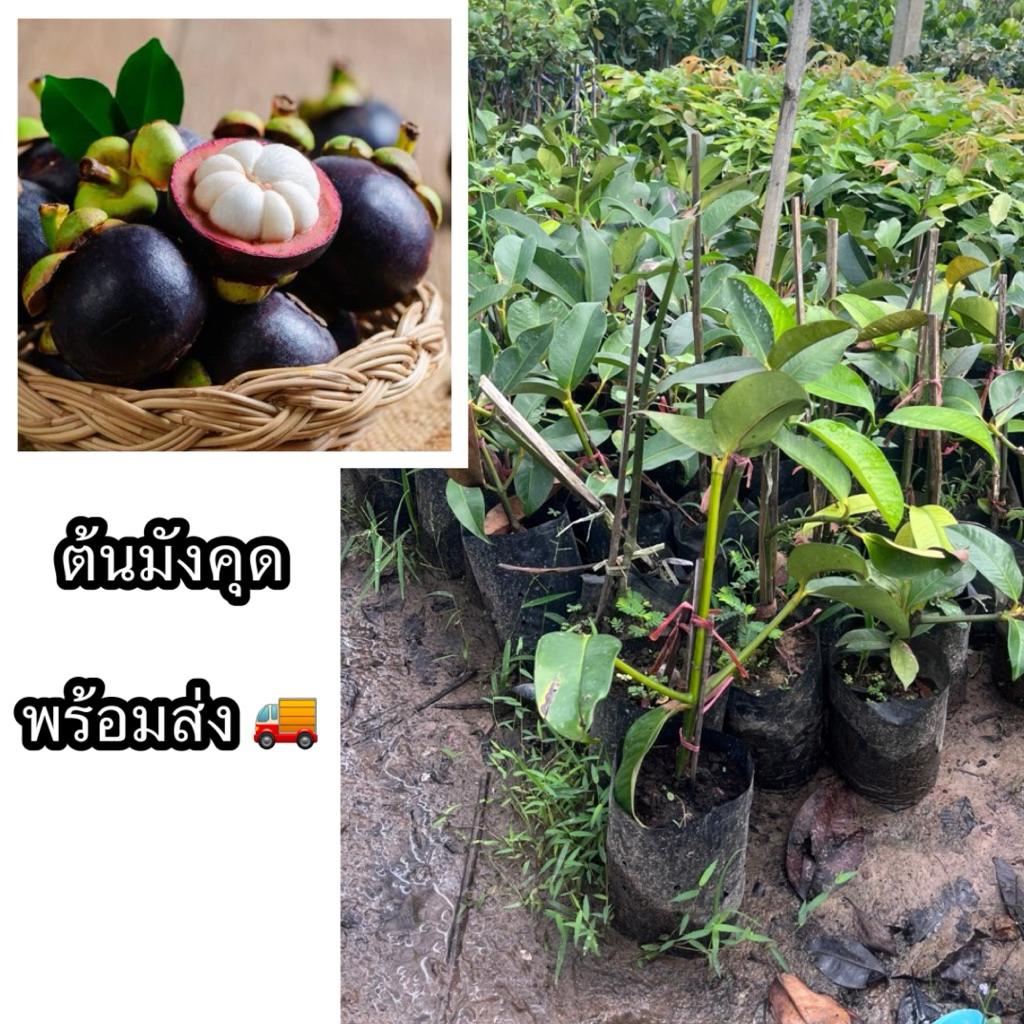 ต้นมังคุด เสียบยอด ขนาด50-60ซม. ราชินีผลไม้ ปลูกง่ายโตไว ไม่ยากอย่างที่คิด และติดผลง่ายด้วย