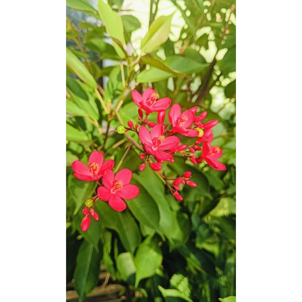 เข็มปัตตาเวียสีแดงหายาก1ต้นถุงดำไม้ดอกประดับ