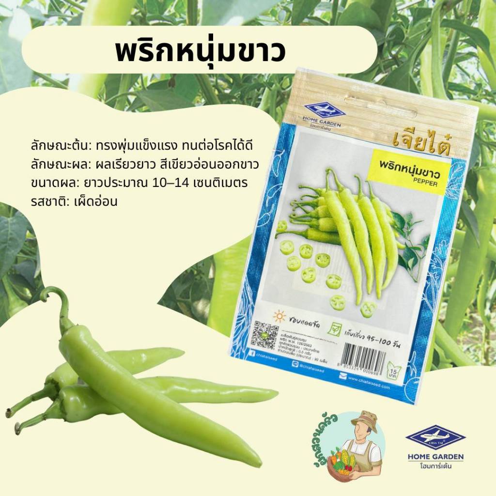 พริกหนุ่มขาว CT/OP-115 พริก เมล็ดพันธุ์ เมล็ดพันธุ์ผัก ผักสวนครัว ผักเจียไต๋ ประมาณ 90 เมล็ด พริก