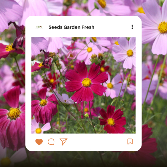 สุดคุ้ม!! เมล็ดพันธุ์ดอกคอสมอสคละสี (Cosmos) แดง ขาว ชมพู - รูปที่ 4