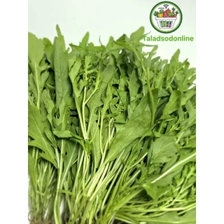 ไวด์ร็อคเก็ต ผักสลัด Wild Rocket ไฮโดรโปนิกส์ สด สะอาด รับประกันคุณภาพ