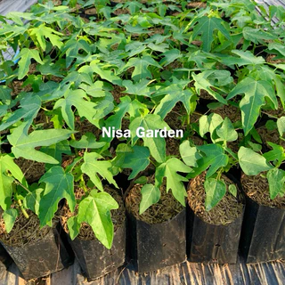 Nisa Garden ต้นมะละกอ แขกดำ เนื้อหวาน ทานผลสุก ส้มตำอร่อย 🔥ซื้อ 5 แถมฟรี 1 🔥