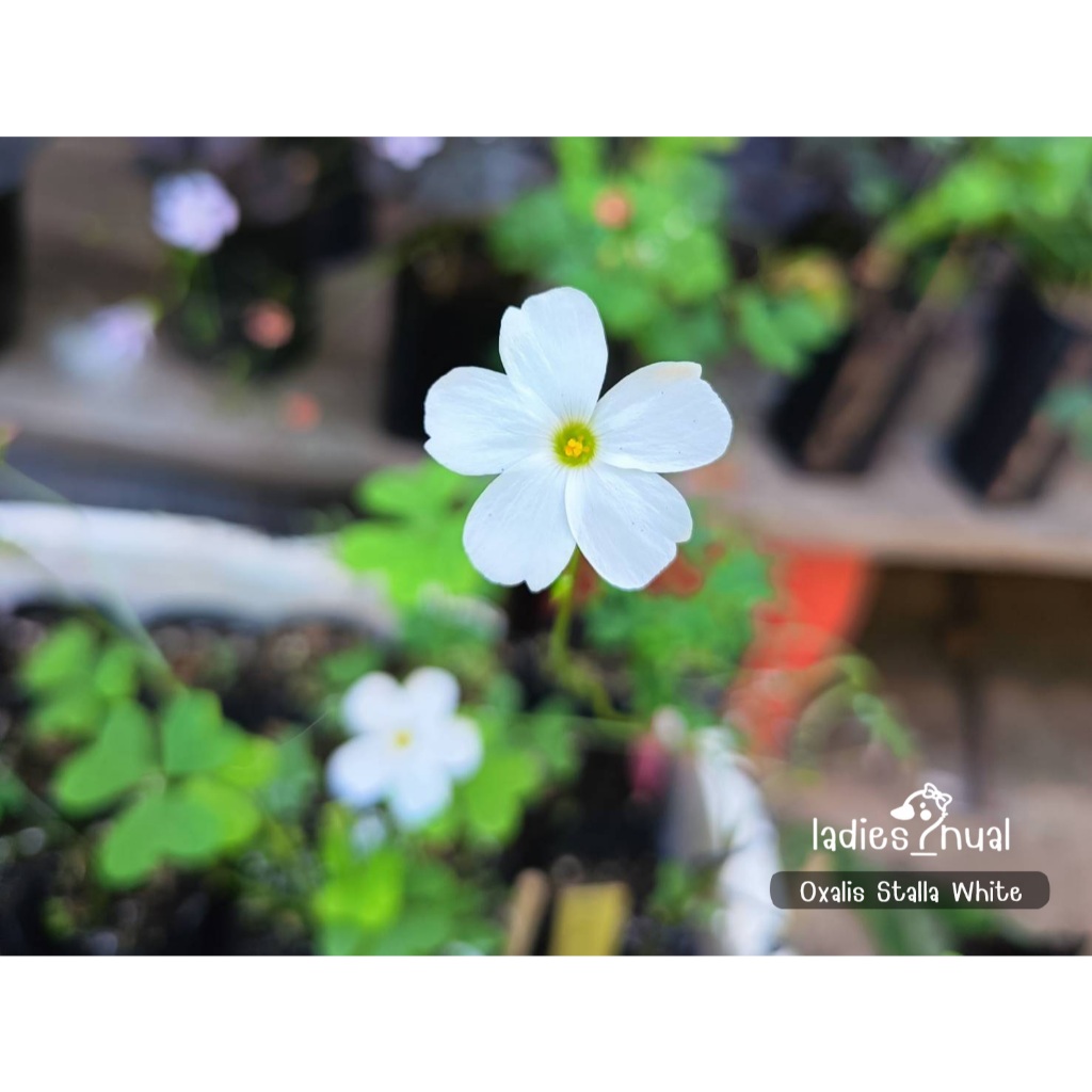 Oxalis Stalla White ดอกสีขาว ออกดอกบ่อย ในถุงเพาะชำพร้อมลงกระถาง