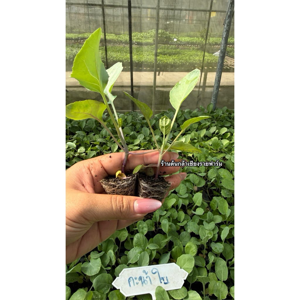 🥬 กล้าคะน้าใบ (Kale Leaf Seedling)(1ถาดมี105ต้น)