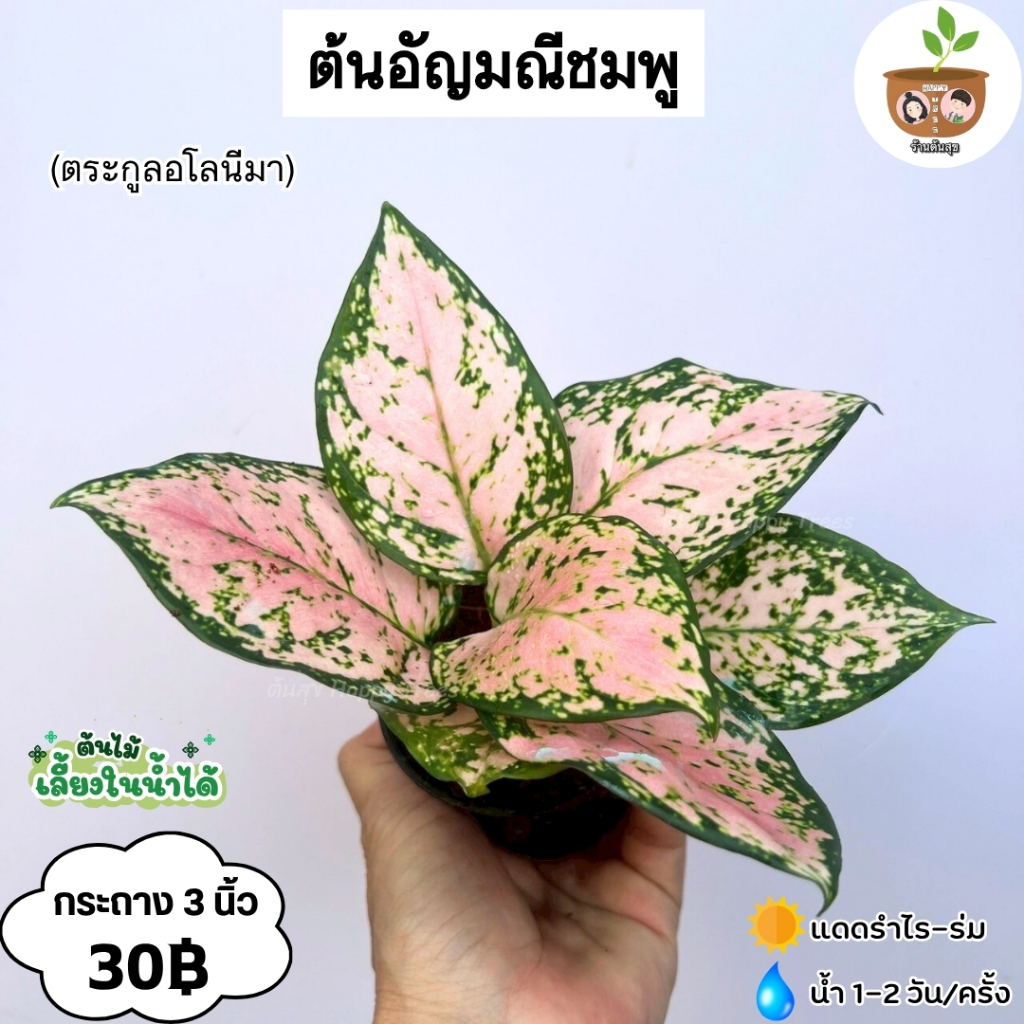 ต้นอัญมณีสีชมพู จัดส่งที่ 2 ต้นขึ้นไปคละแบบได้