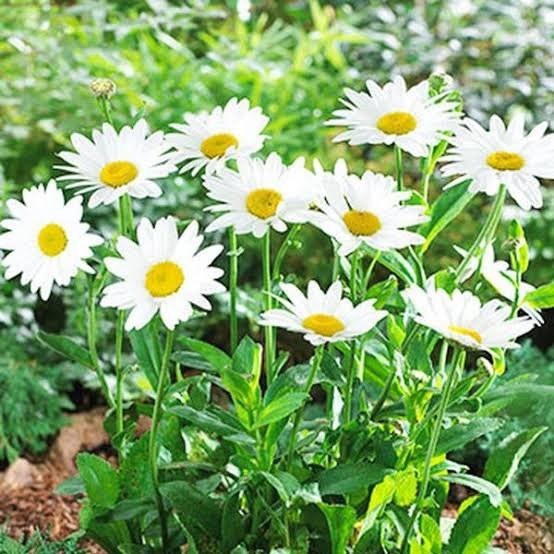เมล็ดพันธุ์ ดอกเดซี่ สีขาว 1000 เมล็ด White Daisy Silver Princess Seed เมล็ดพันธุ์แท้ ปลูกง่าย ไม่กลายพันธุ์
