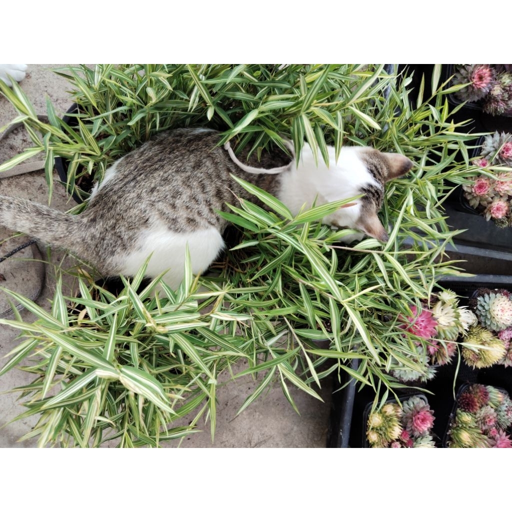 ไผ่แมว  cat grass  catnip bamboo หญ้าแมว ไผ่เงิน #3แถม1 #5แถม2 #10แถม5 ขนาดเดียวกัน