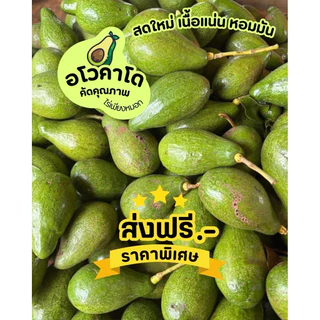 อโวคาโด ( กล่อง 1 กิโลกรัม) เก็บจากส่วนบนดอยสดใหม่ทุกวัน บูส 7 พื้นเมือง บัคคาเนีย