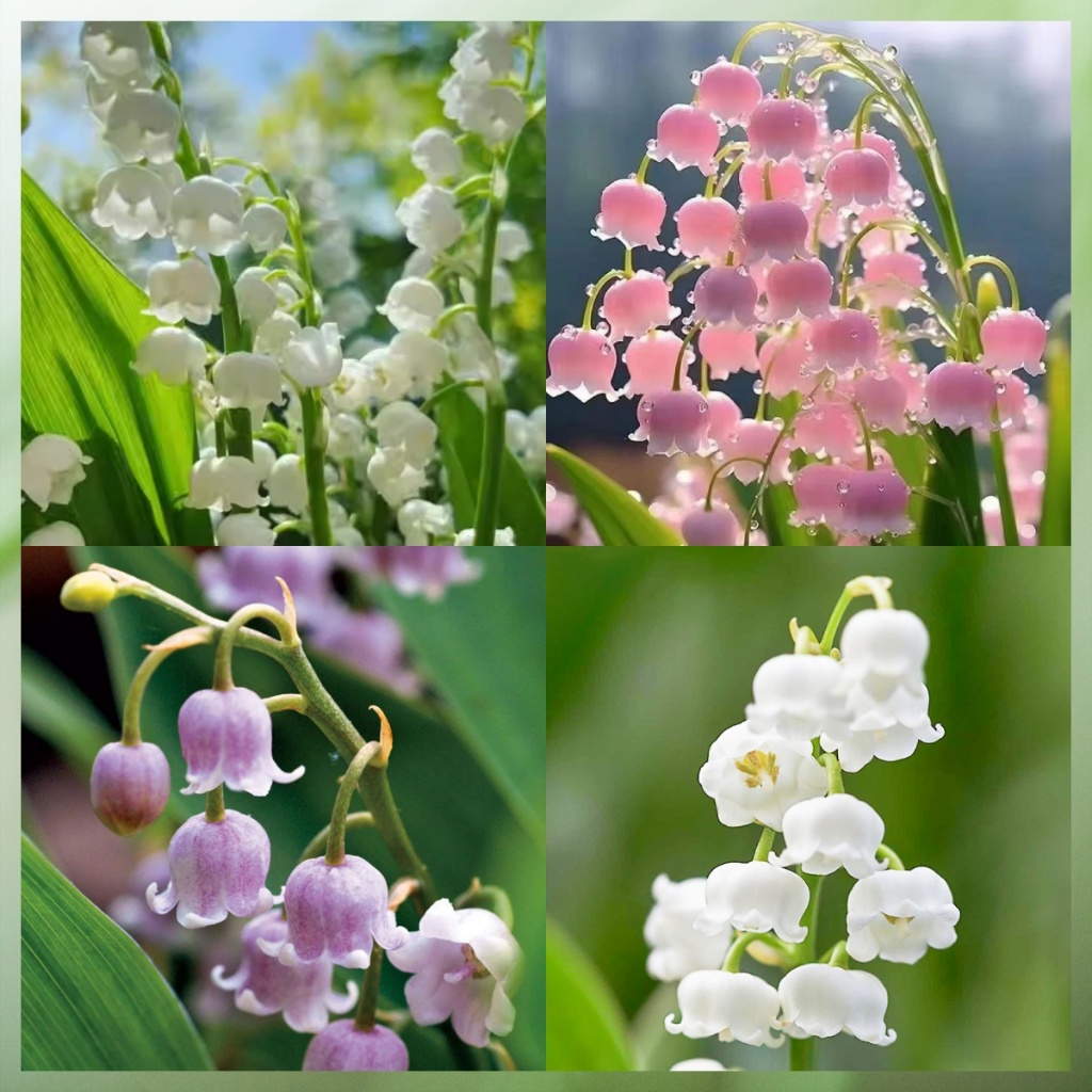 [ซื้อ 5 แถม 5 ฟร]100 เมล็ด เมล็ดพันธุ์ ระฆังแก้ว หรือ ลินลี่แห่งขุนเขา หรือ ทิงเกอร์เบล (Lily of the Valley)ปลูกง่าย