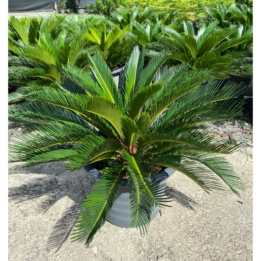 ต้นปรงญี่ปุ่น ปรงญี่ปุ่น (Sago Cycad) ไม้ประดับทรงสวย ปลูกง่าย ทนแดด “กระถาง 15 นิ้ว”