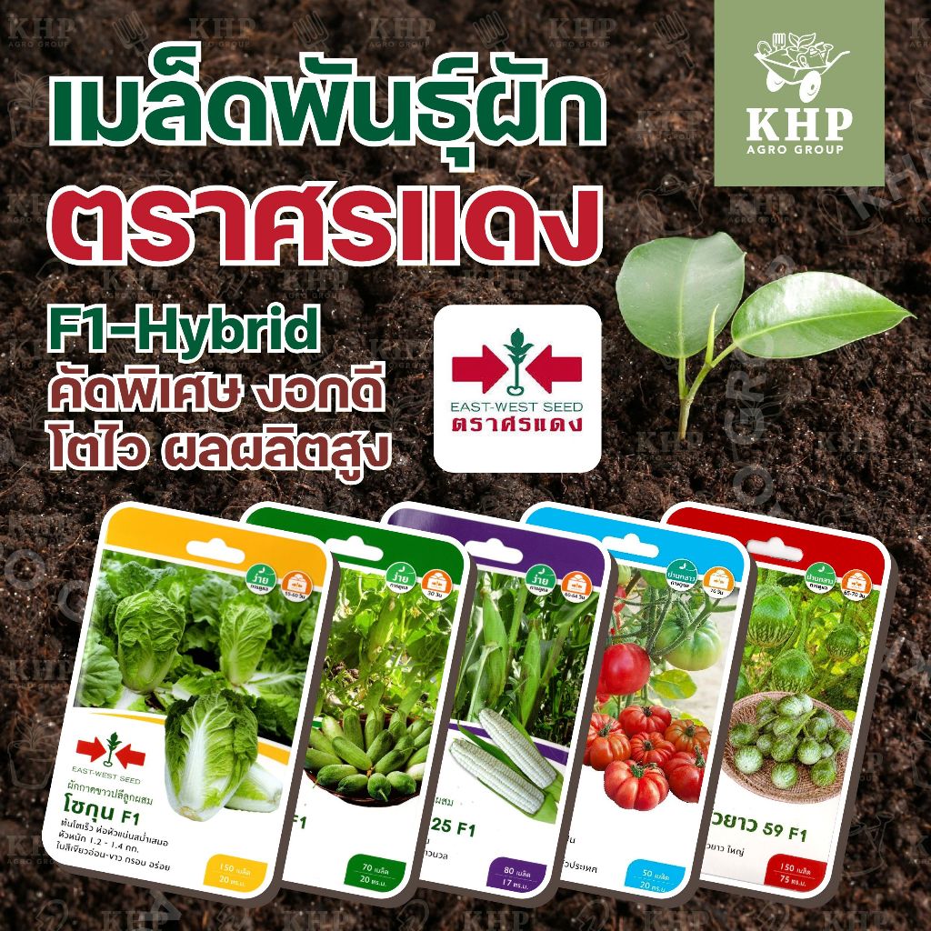 เมล็ดพันธุ์ผักซอง ศรแดง F1 คละชนิดได้ ผักสวนครัว ผักใบ ผักผล คัดพิเศษ และ F1- hybrid พันธุ์ยอดนิยม งอกดี โตไว ผลผลิตสูง