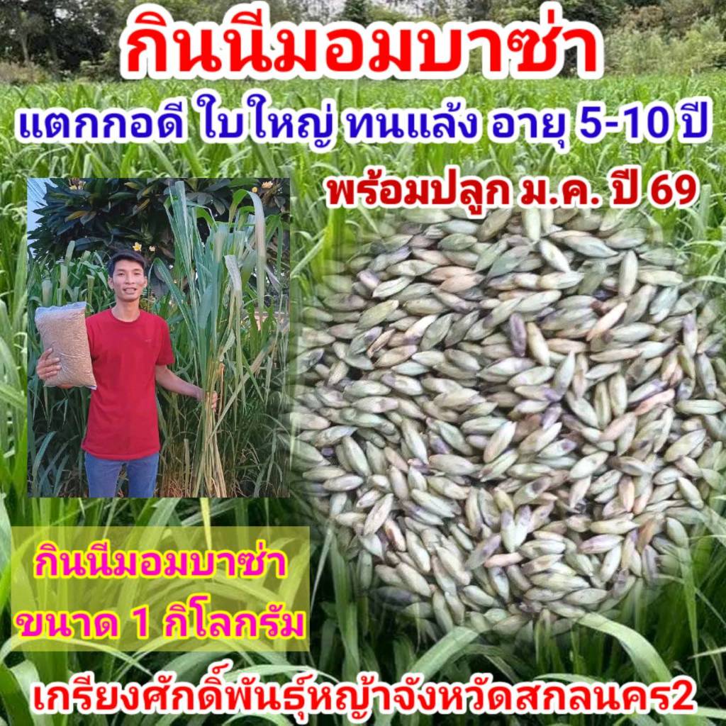 #เมล็ดหญ้ากินนีมอมบาซ่า พร้อมปลูกเดือน มค.ปี 69 เป็นต้นไป  กินนีมอมบาซ่า Mombasa #เกรียงศักดิ์พันธุ์หญ้าสกลนคร