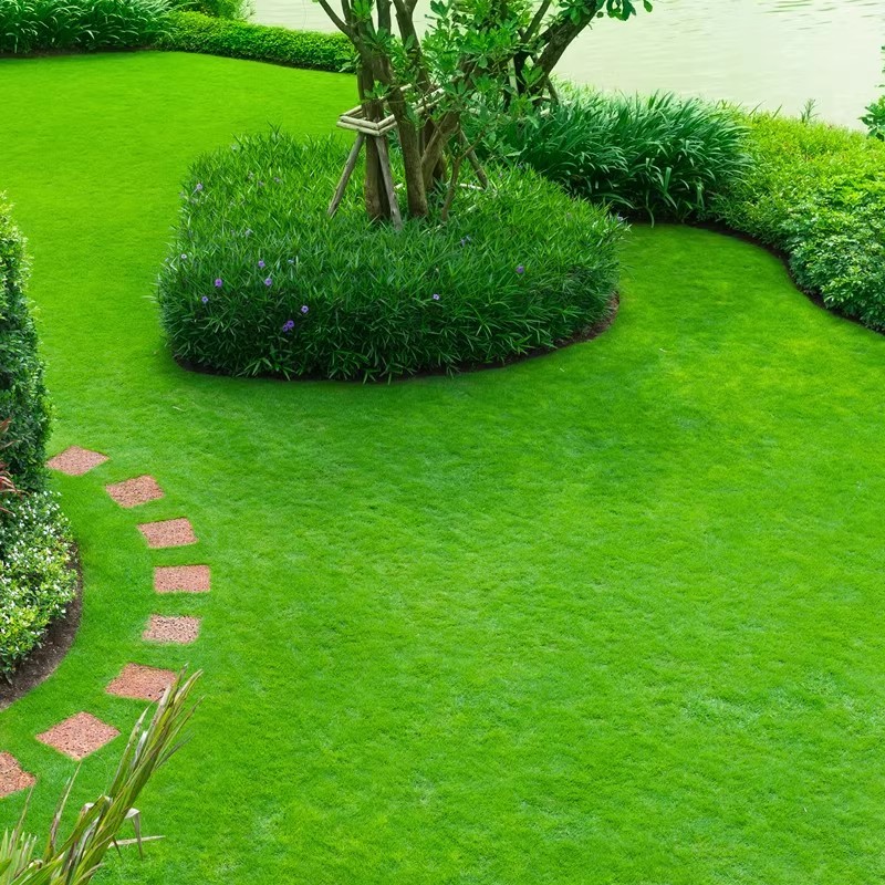 เมล็ดหญ้า 2000 เมล็ด เมล็ดหญ้าเบอร์มิวดา งอกเร็ว ปลูกได้ตลอดทั้งปี Bermuda Grass Seeds Lawn Grass Seed