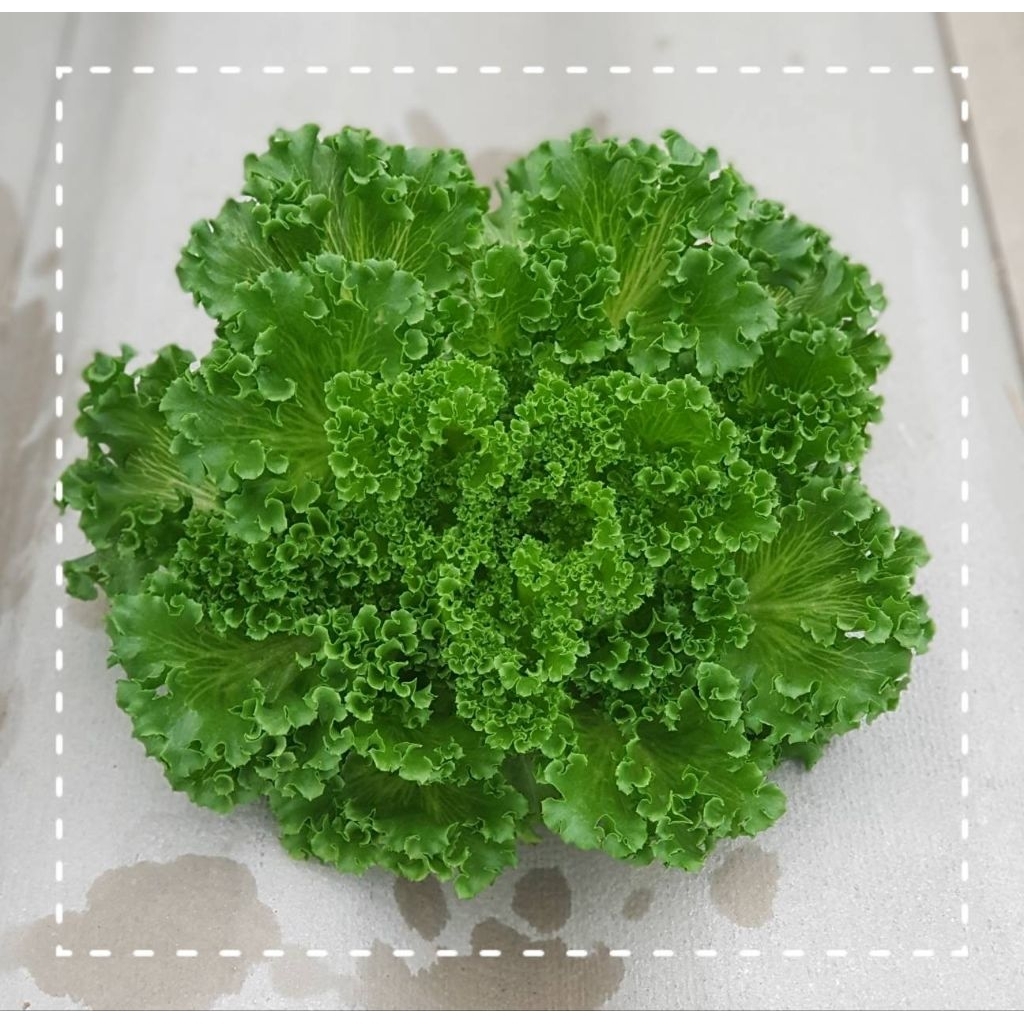 ผักสลัดพร้อมทาน ฟิลเล่ย์ ไอซ์เบิร์ก ฟินเล่