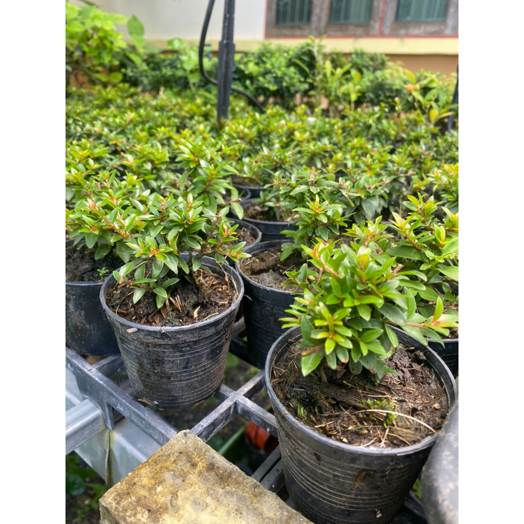 🌳🌳บ๊วยน้ำแคระ🪴กระถาง3”