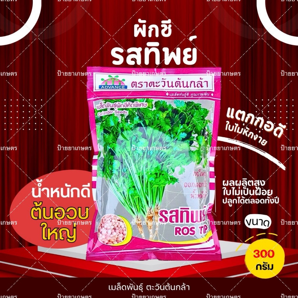 รสทิพย์ 300 กรัม ผักชี ตราตะวันต้นกล้า เมล็ดพันธุ์ผักชี เมล็ดผักชี ผักสวนครัว