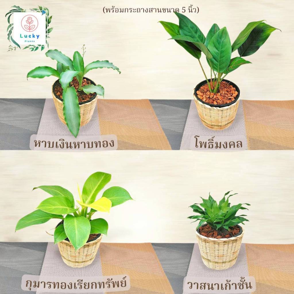 🎋หาบเงินหาบทอง/โพธิ์มงคล/กุมารทองเรียกทรัพย์/วาสนาเก้าชั้น พร้อมกระถางสานไม้ไผ่ขนาด 5 นิ้ว