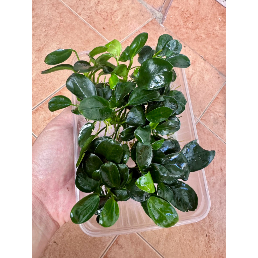 Anubias nana mini moyo(ขายแบบล้างรากใส่เต็มกล่อง)