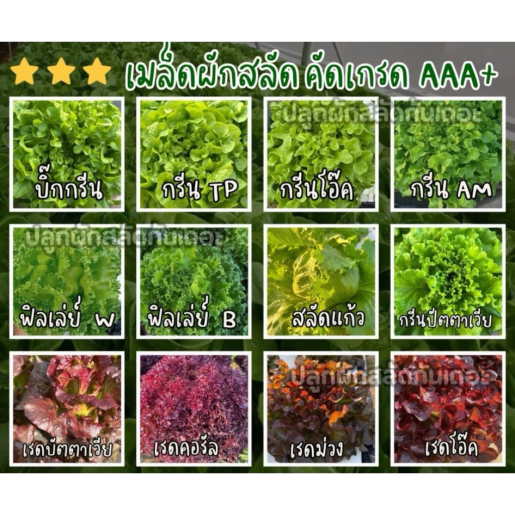 เมล็ดสลัด ยอดนิยม 300 เมล็ด คัดเกรด AAA+ ส่วนลด ราคาถูกลง อัตราการงอกดีเยี่ยม คัดมือ100%