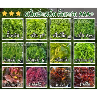 เมล็ดสลัด ยอดนิยม 300 เมล็ด คัดเกรด AAA+ ส่วนลด ราคาถูกลง อัตราการงอกดีเยี่ยม คัดมือ100%