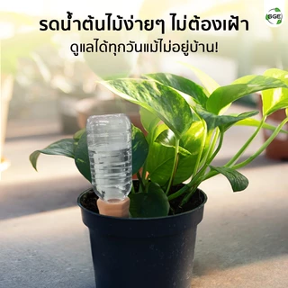 SGE กรวยรดน้ำต้นไม้ ดินเผา หัวหยดน้ำอัตโนมัติ รุ่น CPW วัสดุดินเผาแท้ ทนแดดทนฝน สินค้าคุณภาพ
