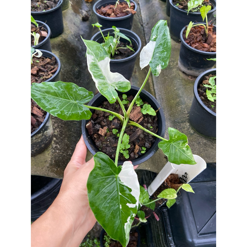Alocasia Okinawa silver 🪴🪴♥️♥️💚💚