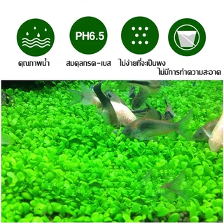ถูกสุด💥เมล็ดไม้น้ำ ตู้ปลา เมล็ดพันธุ์ไม้น้ำ ปลูกตกแต่งตู้ปลา อ่างบัว บ่อปลาปลูกในน้ำมี6ชนิดเลี้ยงปลา