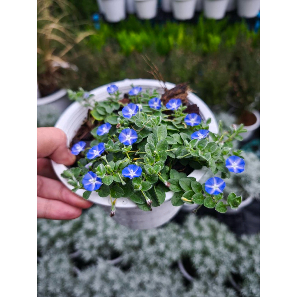 ต้นใบต่อก้าน morning glory ออกดอกตลอด ไซส์ 6นิ้ว กระถางขาว