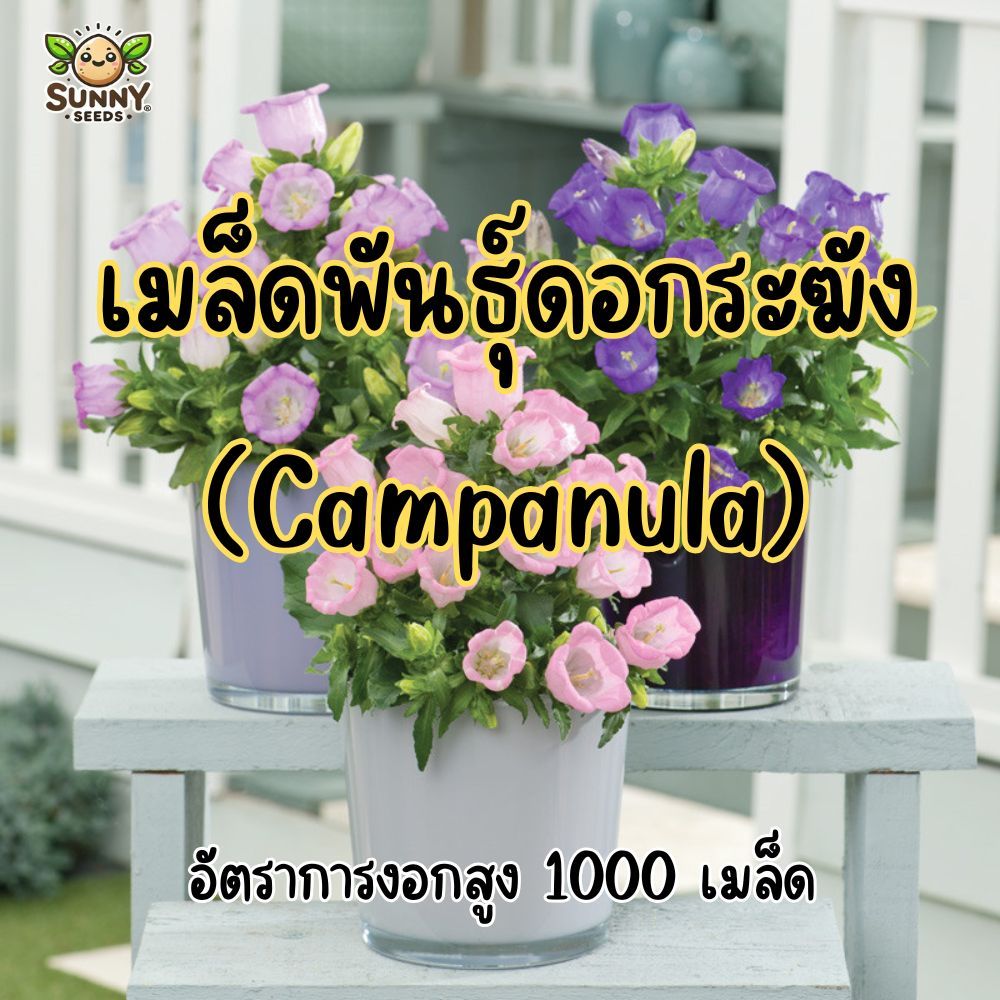 เมล็ดพันธุ์ดอกระฆัง (Campanula) ดอกระฆังยุโรป สีฟ้า–ม่วง–ขาว ปลูกง่าย บานนาน เหมาะแต่งสวนหรู