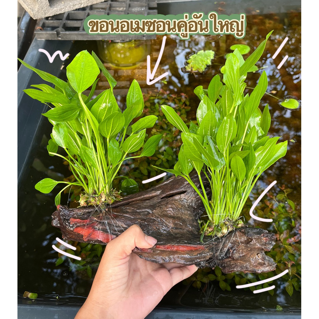 ขอนอเมซอน(คู่อันใหญ่)