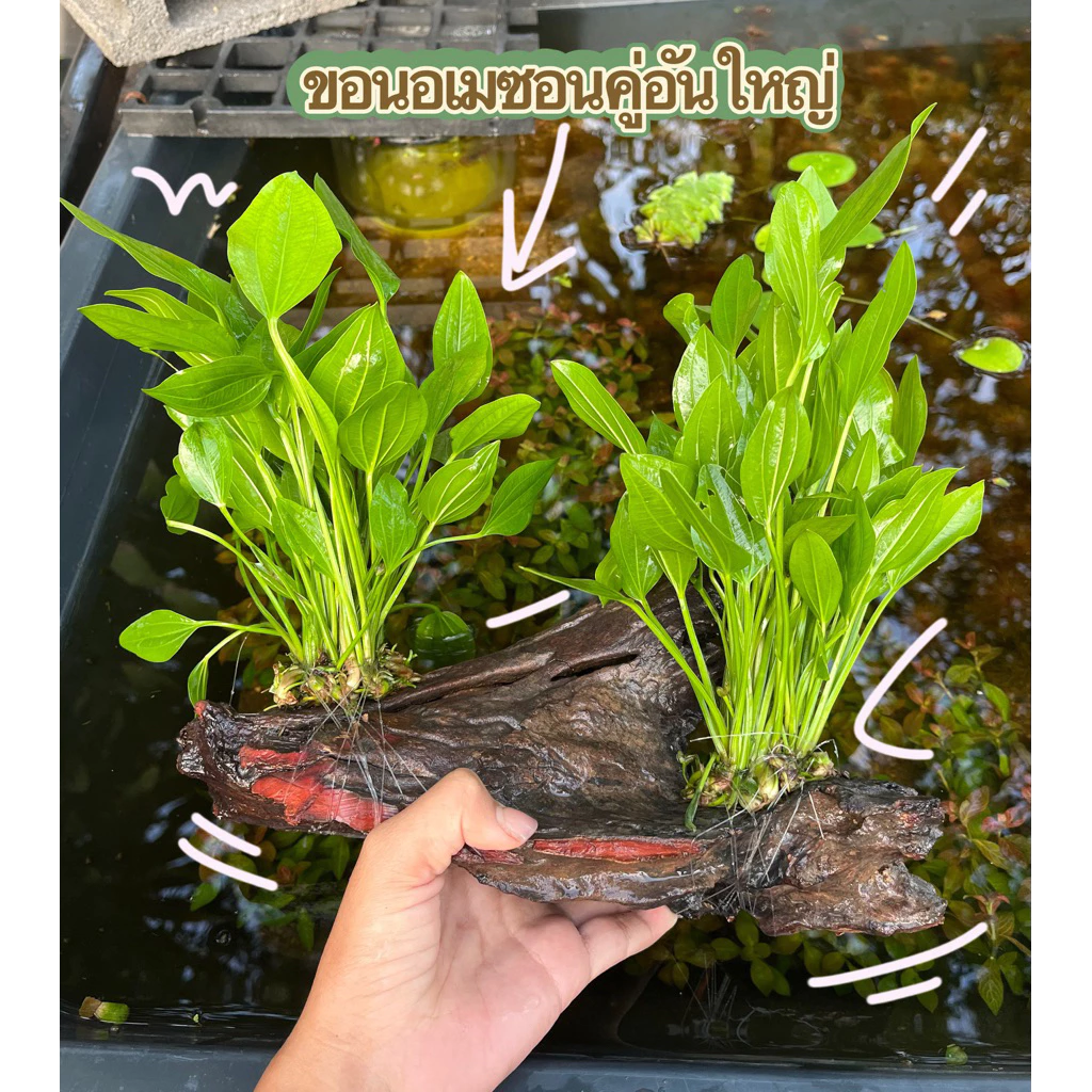 ขอนอเมซอน(คู่อันใหญ่)