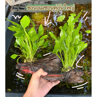 ขอนอเมซอน(คู่อันใหญ่)