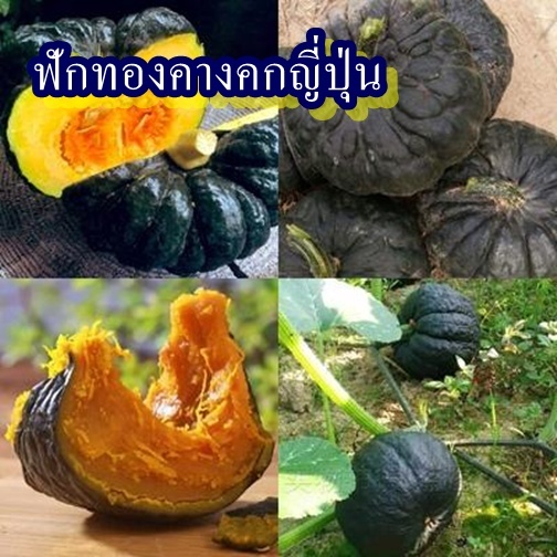 15 เมล็ด เมล็ดฟักทองคางคกญี่ปุ่น (รสชาติหวานมันอร่อย เนื้อแน่น เปลือกผิวขรุุขระสีเขียวเข้ม เนื้อด้านในสีเหลืองอมส้ม)