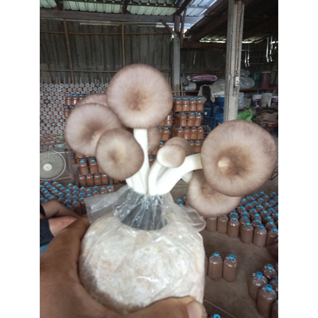 ก้อนเชื้อเห็ดนางฟ้าภูฐาน เชื้อเดิน20%เป็นก้อนที่เชื้อยังไม่พร้อมเปิด10ก้อน110บาท