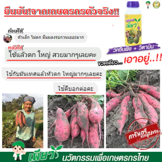เพียว1 เพียว2 (อย่างละ 1ขวด) วัคซีนรักษาโรคพืช เร่งโต เร่งเขียว เร่งผลผลิต