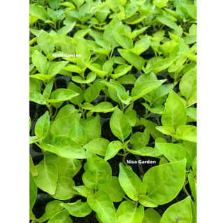 Nisa Garden ต้นกล้าพริกขี้หนูสวน แข็งแรง โตเร็ว 🔥ซื้อ 10 แถมฟรี 2 🔥