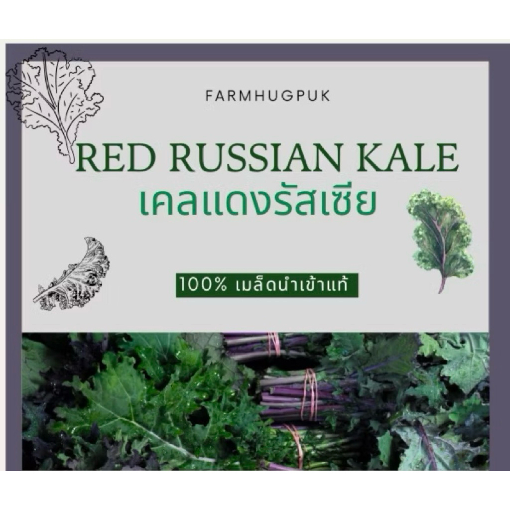 เมล็ดผักเคลแดงรัสเซีย100+เมล็ดมีบริการเก็บเงินปลายทาง