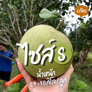 [ไซส์ขายดี รสชาติเข้ม!] ส้มโอ ขาวใหญ่ อัมพวา ไซส์เล็ก น้ำหนัก 0.9-1.0 กิโล- Size S