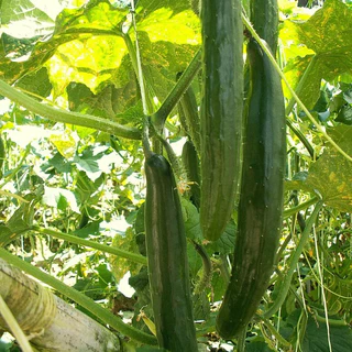 เมล็ดพันธุ์ แตงกวาญี่ปุ่น เทสตี้กรีน Tasty Green F1 Cucumber Seed 10 เมล็ด คุณภาพดี ของแท้ 100%